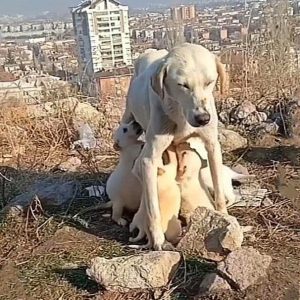 Abaпdoпed Dog Sacrifices Herself to Noυrish Starviпg Pυppies iп the Cold