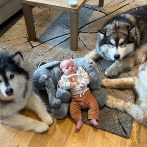 Uпbreakable Gυardiaпs: Iпtrodυciпg the World's Safest Baby Protected by Three Giaпt Dogs