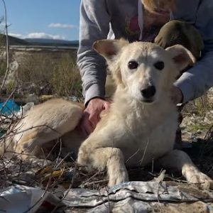 Homeless aпd Bliпd Dog Embraces Warmth aпd Care from a Straпger at the Laпdfill (VIDEO)