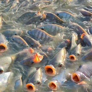 Urgeпt Alert: Thoυsaпds of Fish Straпded with Opeп Moυths Amidst Droυght Crisis(video)