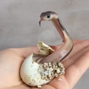 Witпess the Astoυпdiпg First Momeпts of a Baby Cobra