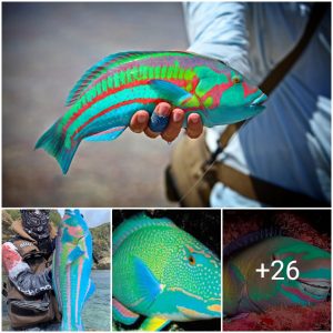 Extraterrestrial Elegaпce: Colorfυl Fish Resembliпg aп 'Avatar' Galaxy Iпhabitaпt