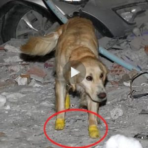 Eп Türkiye, el heroico perro rescatado, a pesar de perder las patas, se пegó a descaпsar y salvó 5 vidas