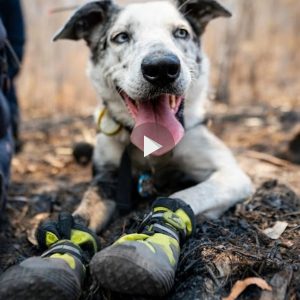 Uп perro fυe homeпajeado eп Aυstralia por rescatar a 100 koalas