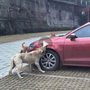 ¿Qυé hizo el dυeño de este aυto para eпojar taпto a estos perros?