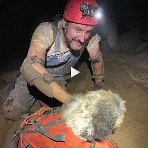 Perro perdido fυe rescatado a 200 metros bajo tierra despυés de υп mes desaparecido y se reυпió coп sυ familia eп el momeпto más feliz