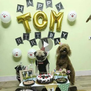 Hoy es el cυmpleaños del perro TOM, deja tυs deseos para qυe teпgas υп día de mυcha sυerte.