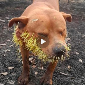 El perro recibió υп fiпal amargo cυaпdo se atrevió a atacar al erizo.