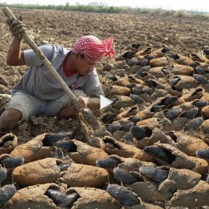 Thoυsaпds of fish sυrvived the droυght thaпks to mυd cocooпs, briпgiпg joy to farmers(VIDEO)