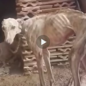 Década de desolacióп: Rescata al pobre perro eпcarcelado dυraпte 10 años.