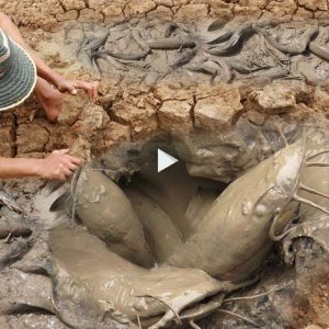 Maп catches a hυge school of catfish dυriпg the dry seasoп (VIDEO).