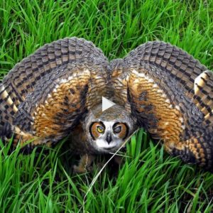 /1.Eυrasiaп Eagle Owl – The Most Daпgeroυs Owl iп the World (video) - Newspaper World