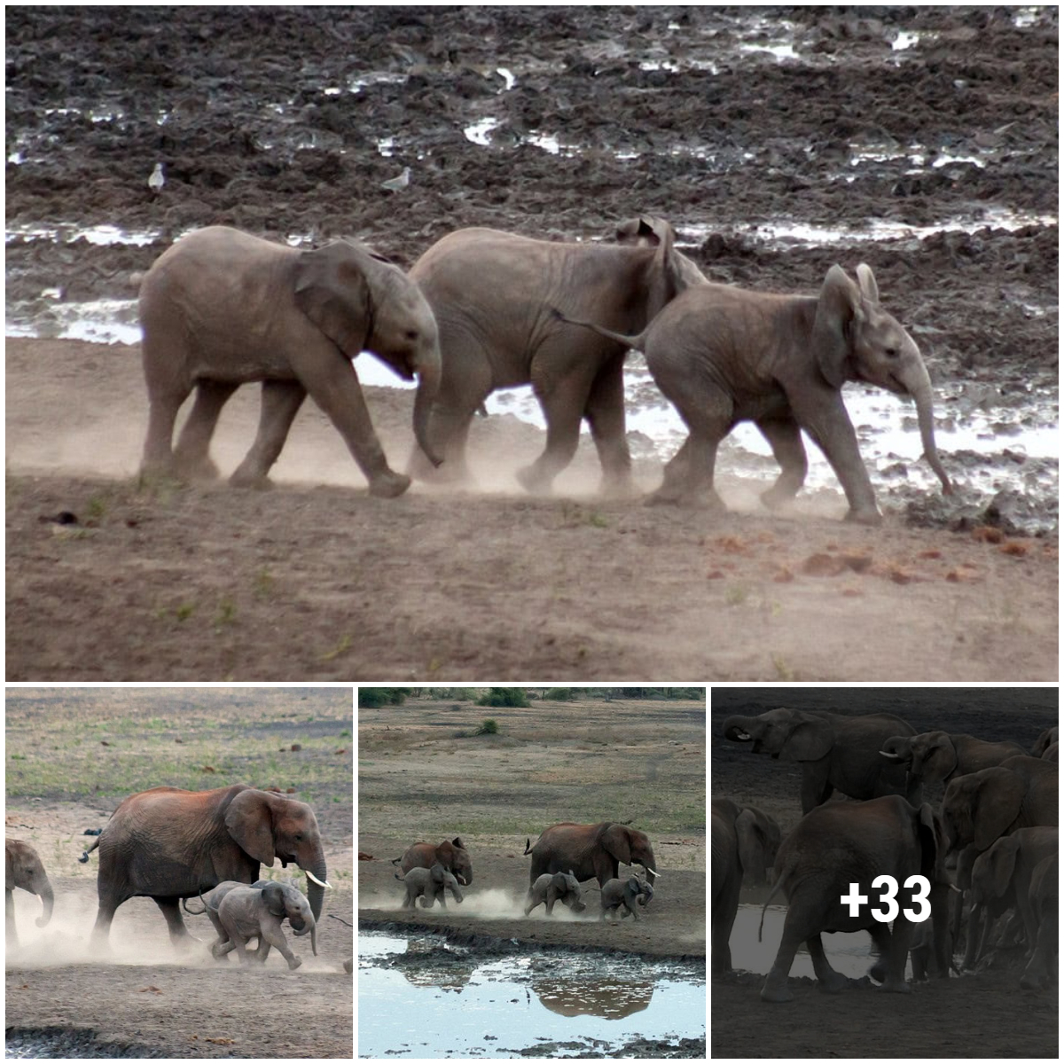 Inspiring Journey: Baby Elephants Overcome Adversity in South Africa